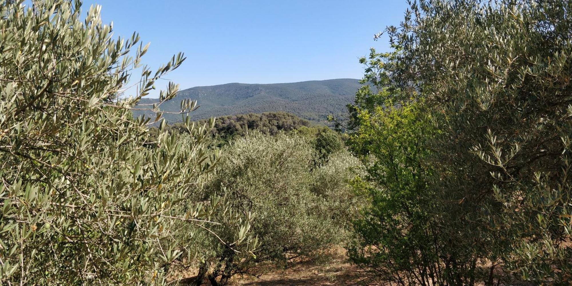Villa Cigalons En Pleine Pinede Avec Piscine Chauffee De Mai A Septembre Auriol Dış mekan fotoğraf